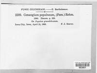 Sclerencoelia fascicularis image
